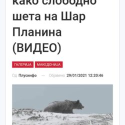 Мечката и партиите
